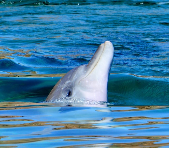 3febdolphins17pt2 (50) - GALLERY.JPG